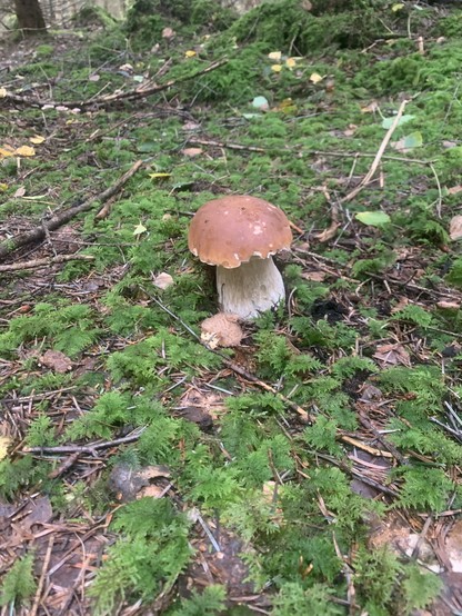 Ein dickfüssiger Bilderbuch-Steinpilz im grünen Moos